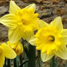 Unsurpassable Daffodil (Narcissus Unsurpassable) Img 2